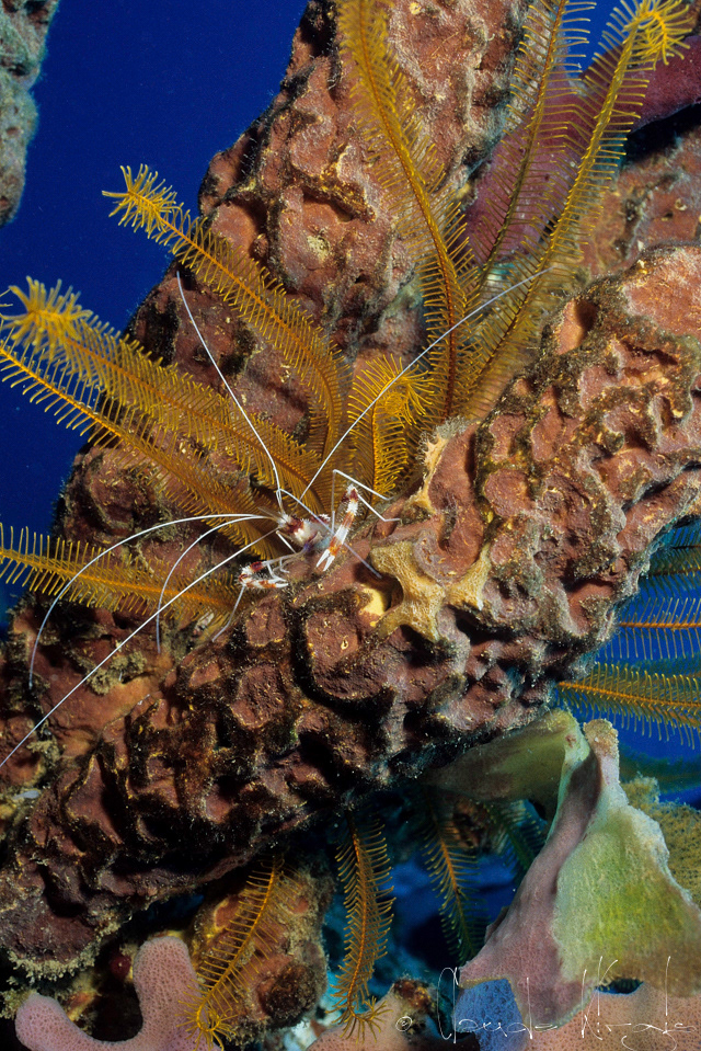 Crevette-Grande Nettoyeuse (Stenopus hispidus)