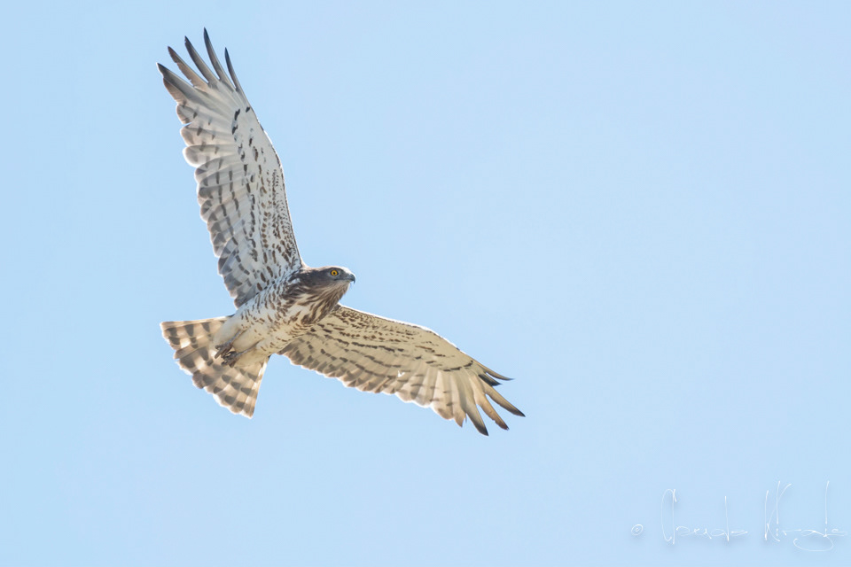 Circaète Jean-le-Blanc (Circaetus gallicus)