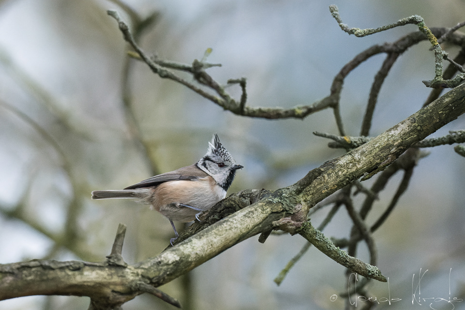 Mésange huppée (Lophophanes cristatus)