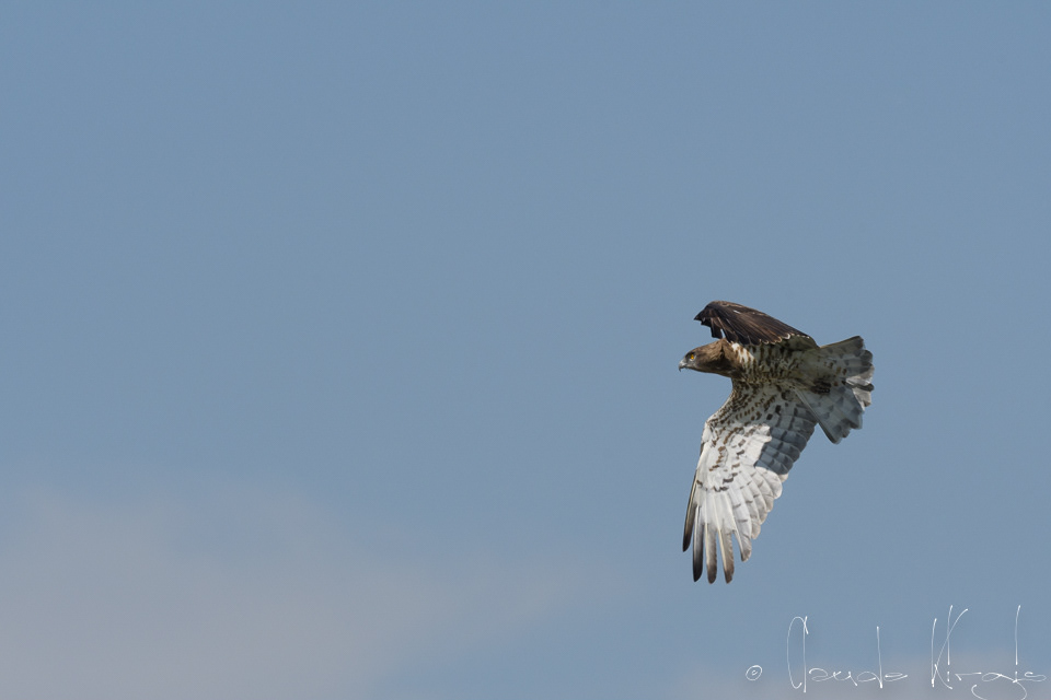 Circaète Jean-le-Blanc (Circaetus gallicus)