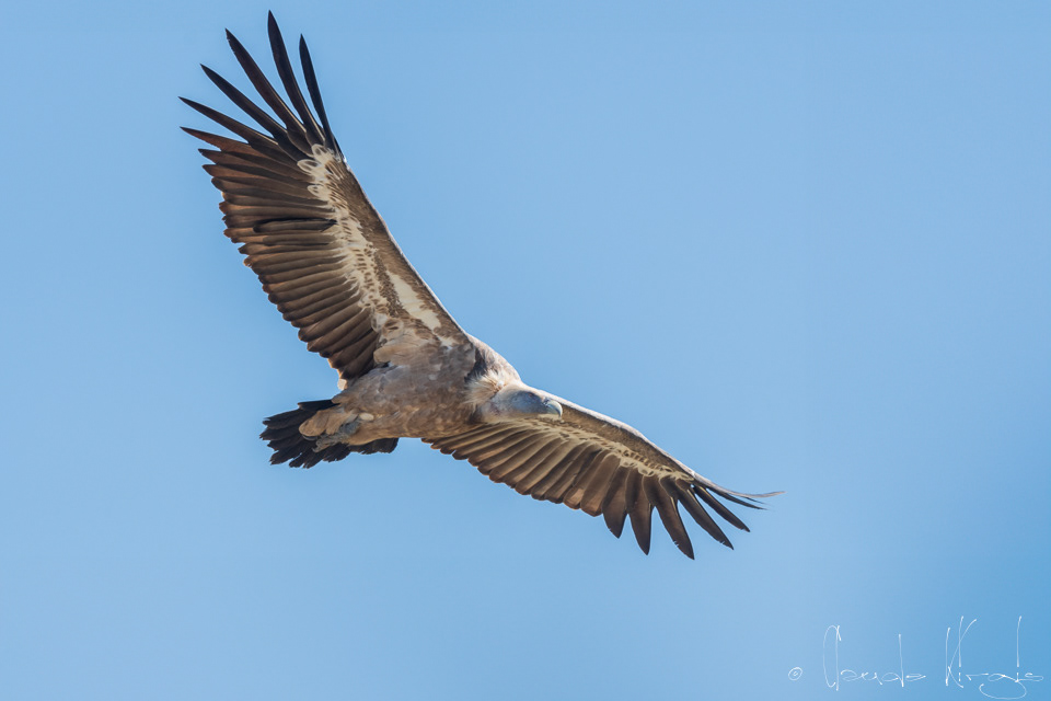Vautour Fauve (Gyps fulvus)