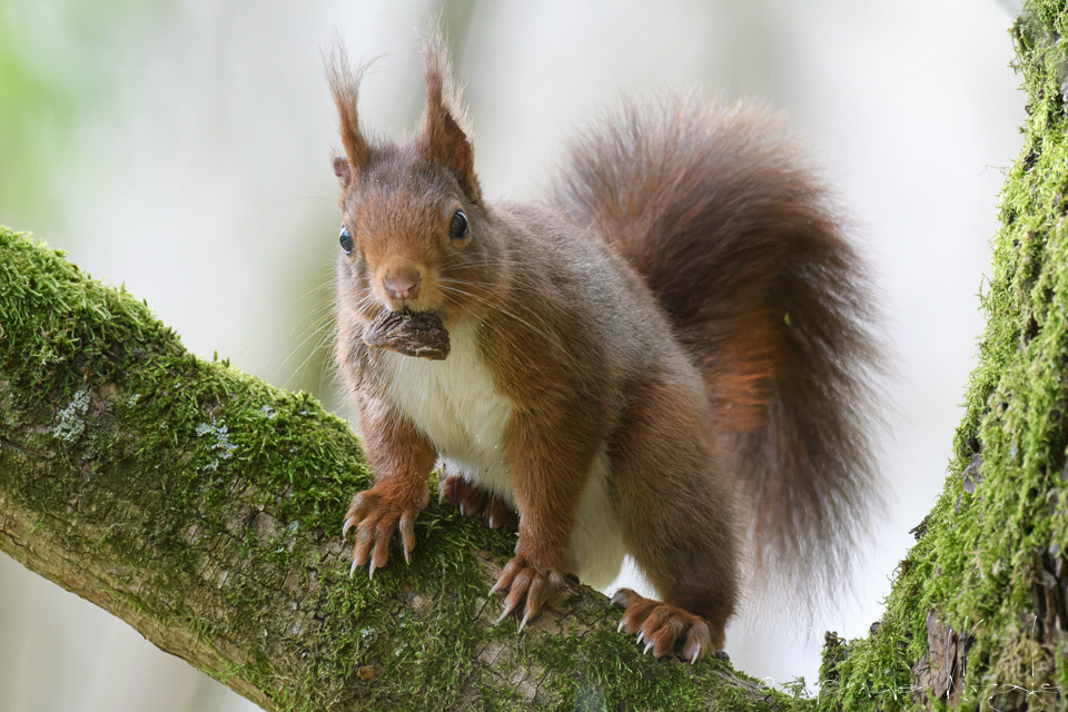 Ecureuil roux (Sciurus vulgaris)