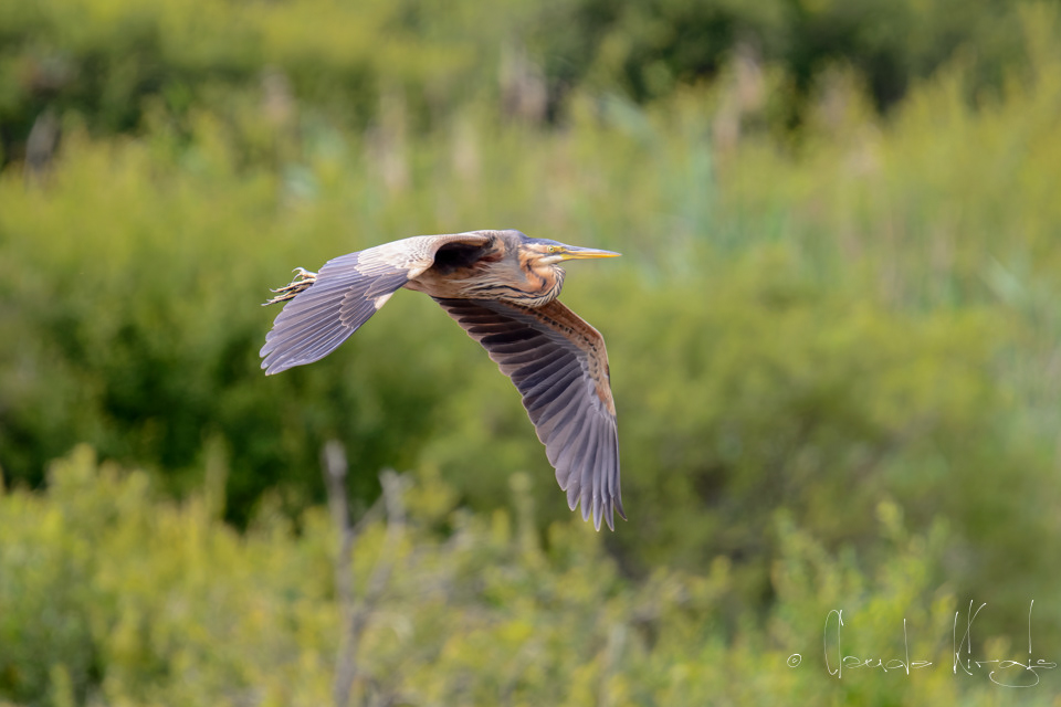 Héron pourpré (Ardea purpurea)