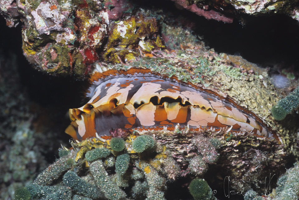 Huître variable (Spndylus varians)