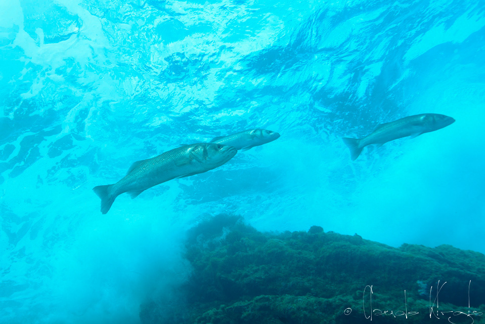 Loup (Dicentrarchus labrax)