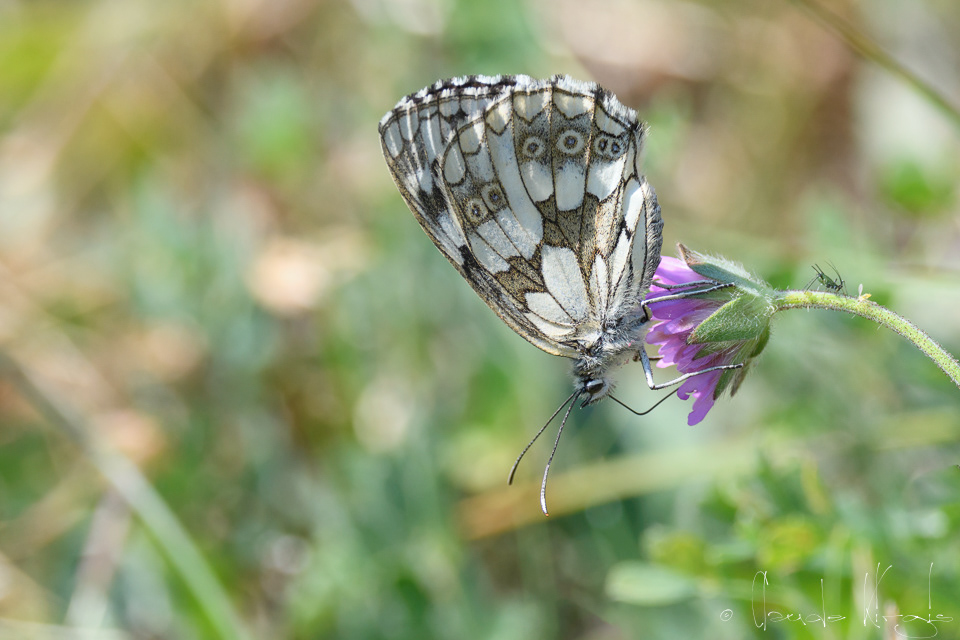 Le demi-deuil (Melanargia galathea)