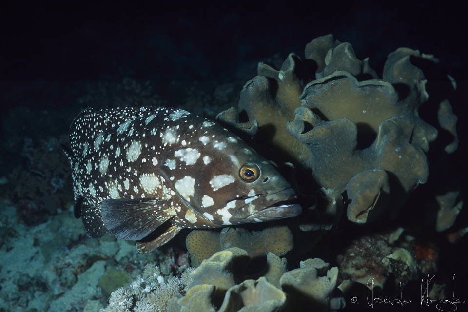 Mérou Summana (Epinephelus summana)