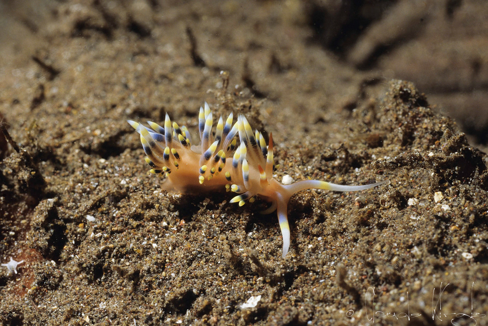 Flabeline Indienne (Phidiana indica)