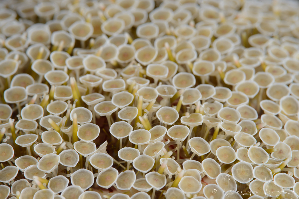 Oursin fleur (Toxopneustes pileolus)