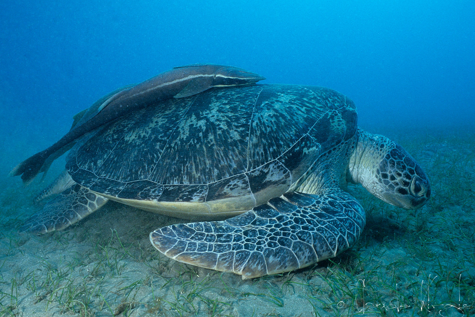 Tortue verte (Chelonia mydas)