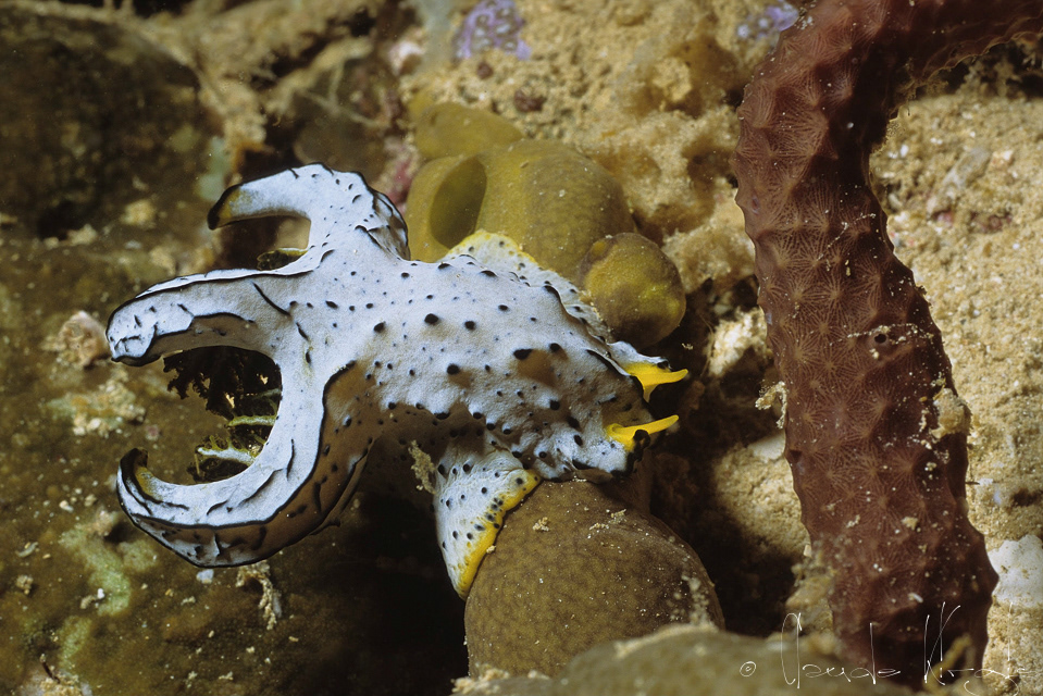 Notodoris de Serena (Notodoris serenae)