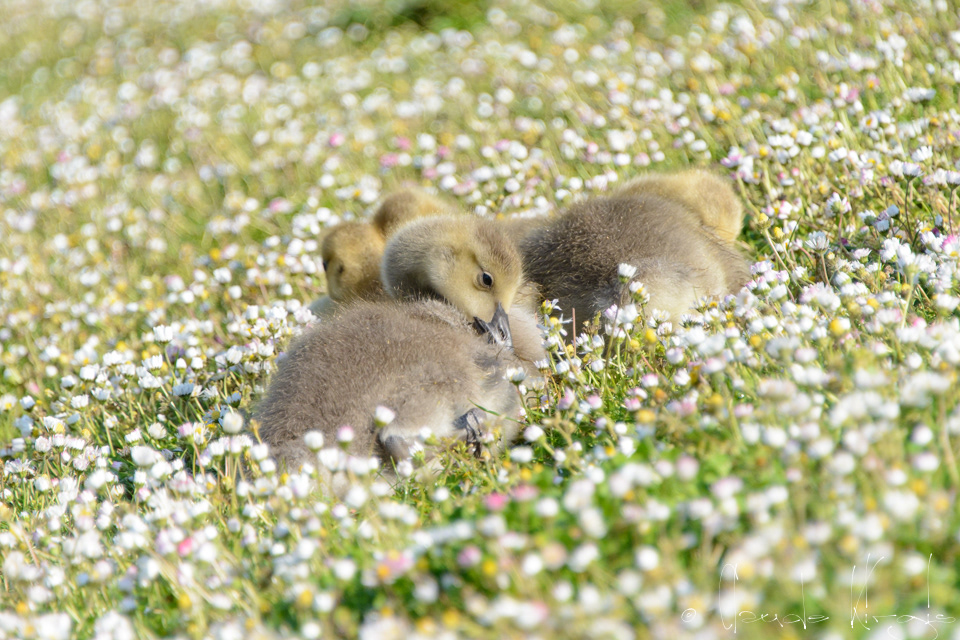 Bernache du Canada-Poussin (Branta canadensis)