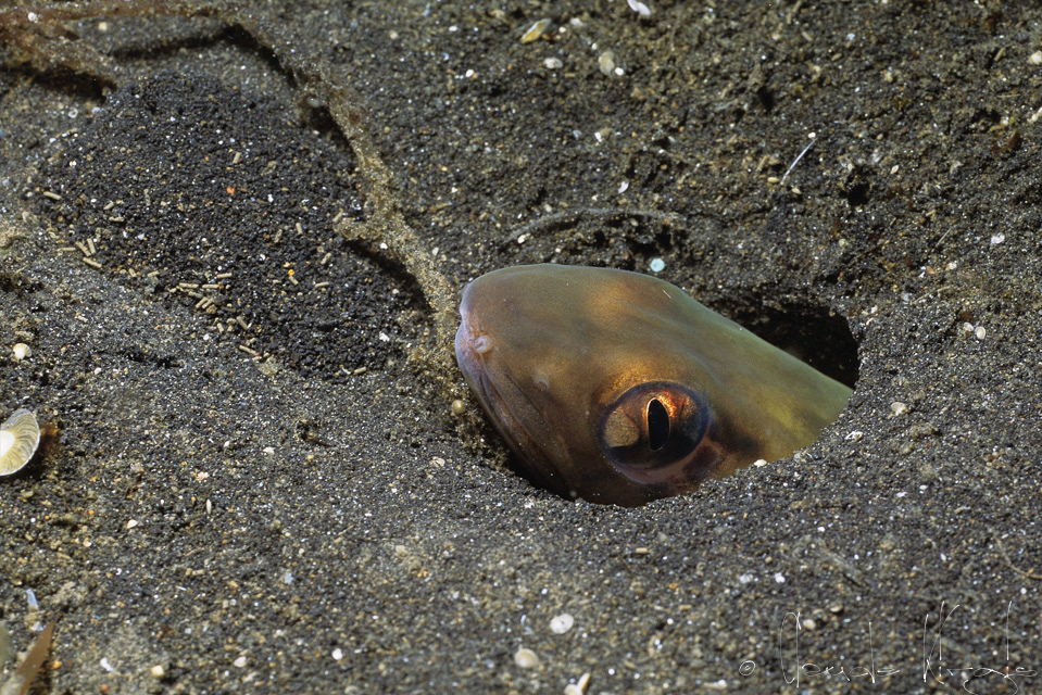 Congre à gros yeux (Ariosoma anagoides)