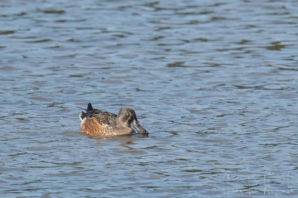 Canard Souchet-mâle Internuptial (Anas clypeata)