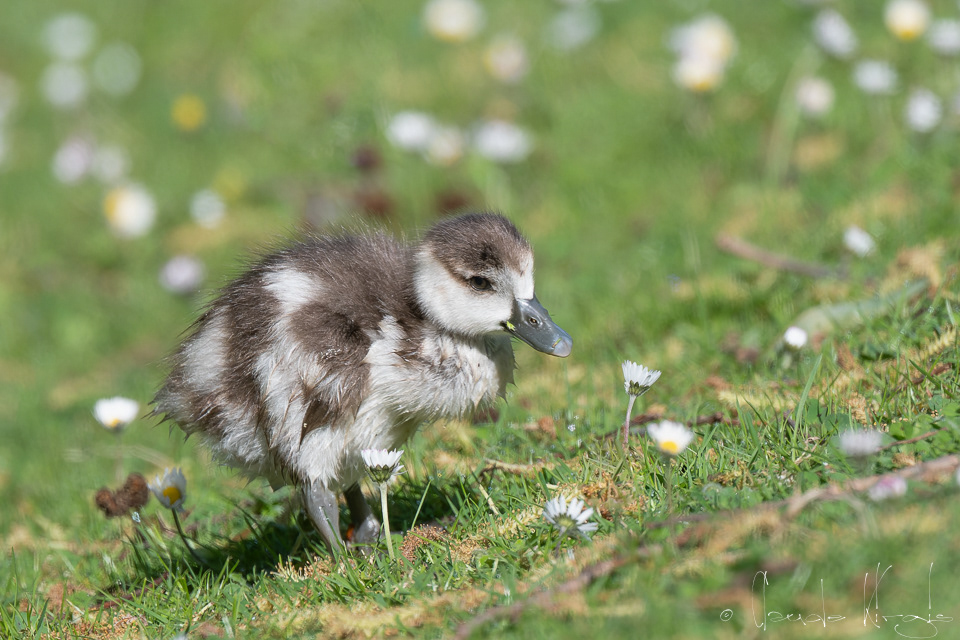 Ouette d'Egypte-poussin (Alopochen aegyptiaca)