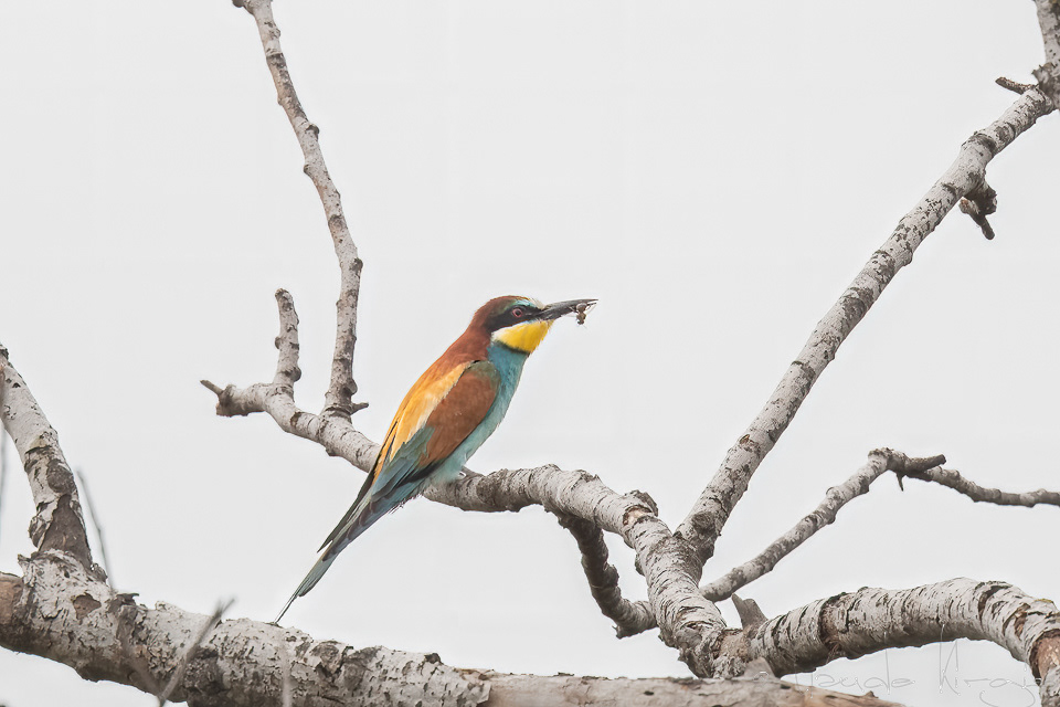 Guêpier d'europe (Merops apiaster)