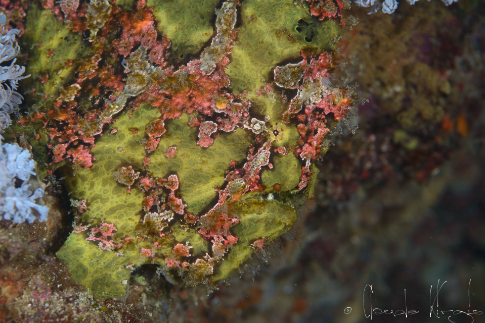 Antennaire géant (Antennarius commersoni)