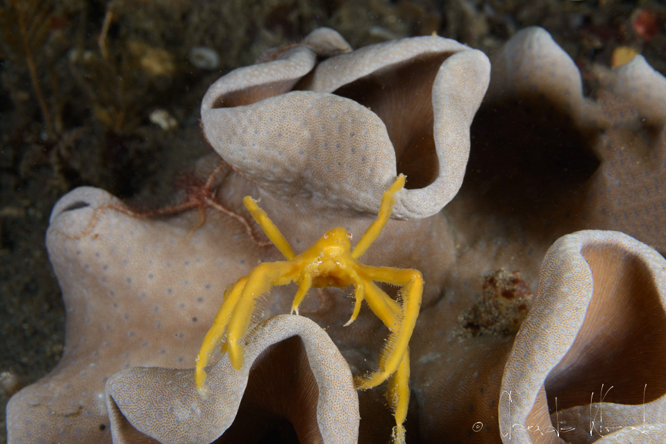 Crabe Orang Outang (Oncinopus sp)