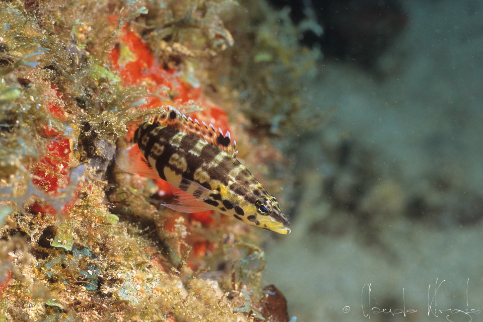 Serran Tigre (Serranus tigrinus)