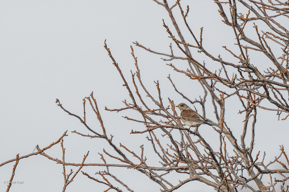 Grive Litorne (Turdus pilaris)