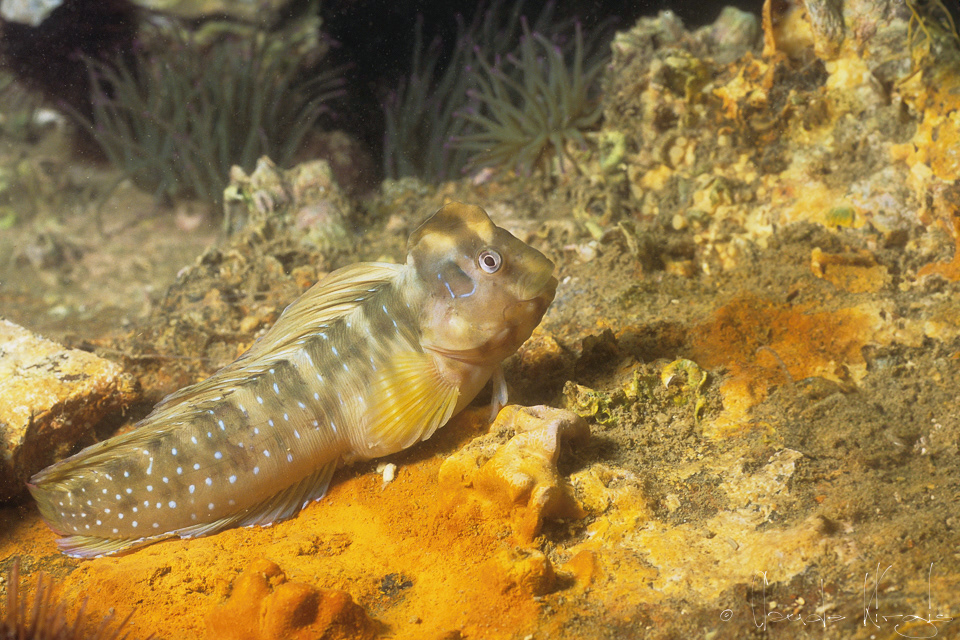 Blennie-paon mâle (Lipophrys pavo)