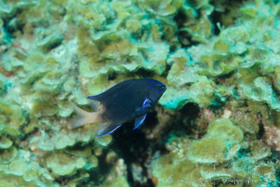 Demoiselle à ailes bleues (Abudefuf luridus)