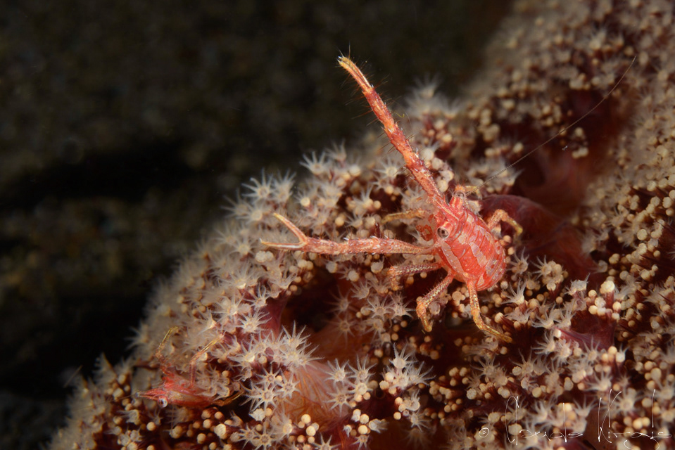 Galathée (Galathea sp8)