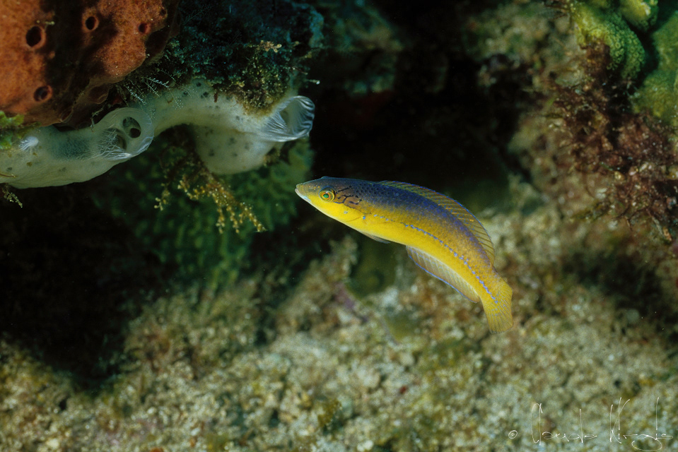 Girelle à tête jaune-phase intermédiaire (Halichoeres garnoti)