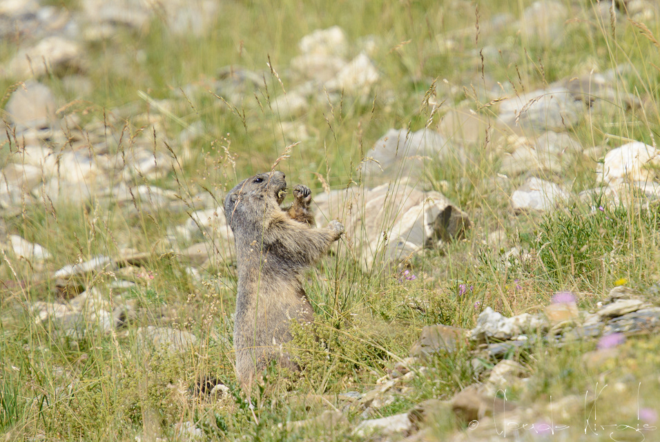Marmotte des Alpes (Marmota marmota)