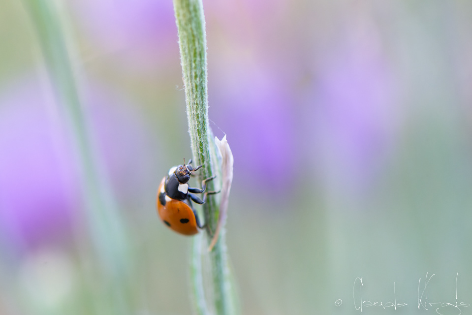 Coccinelle à 7 points (Coccinella septempunctata)