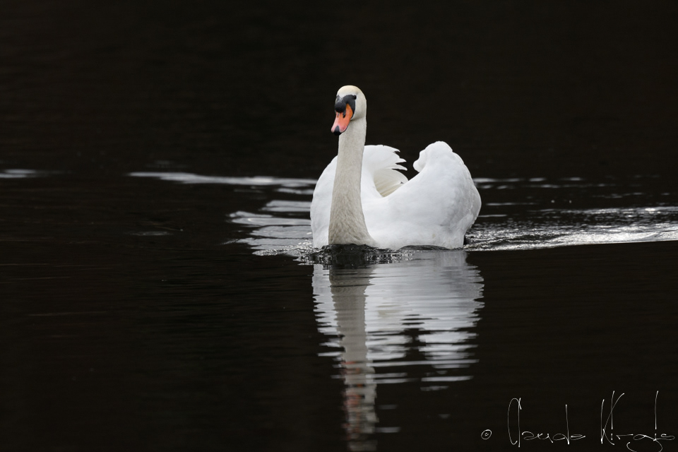 Cygne tuberculé (Cygnus alor)