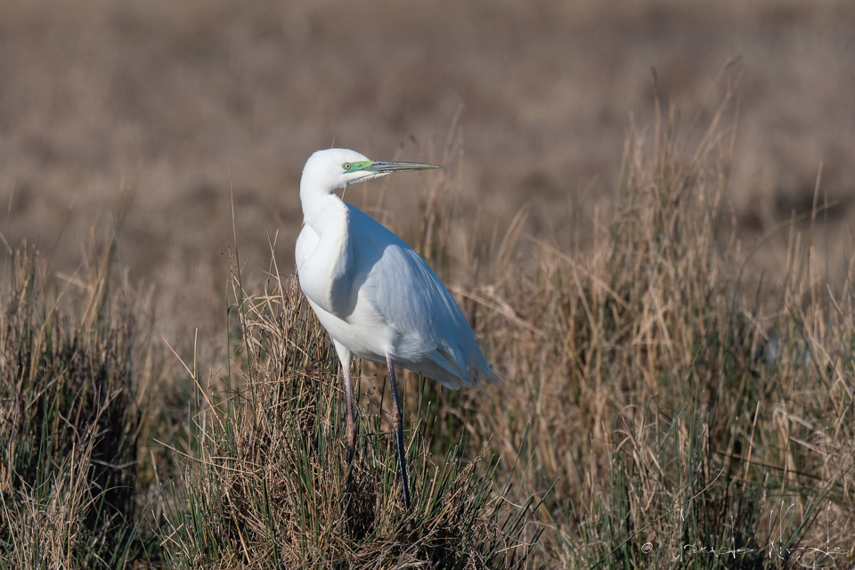 Grande Aigrette (Ardea alba)