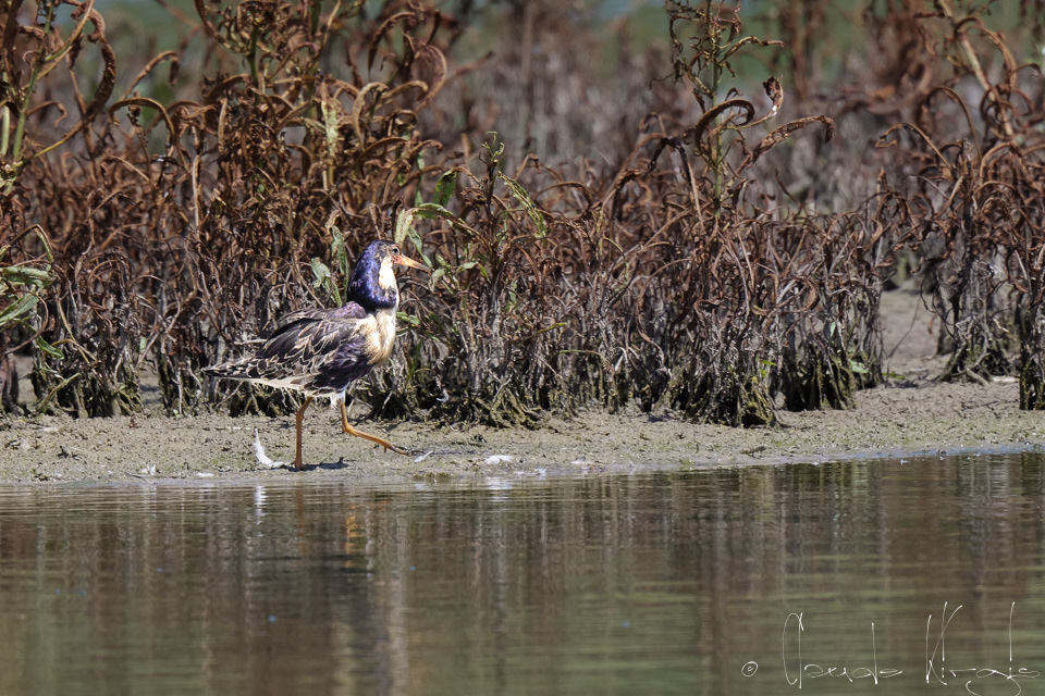 Combattant varié (Calidris pugnax)