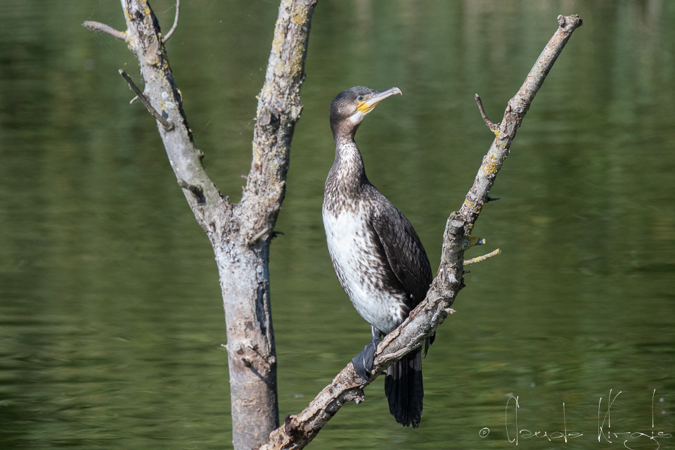 Grand Cormoran-juvénile (Phalacrocorax carbo)