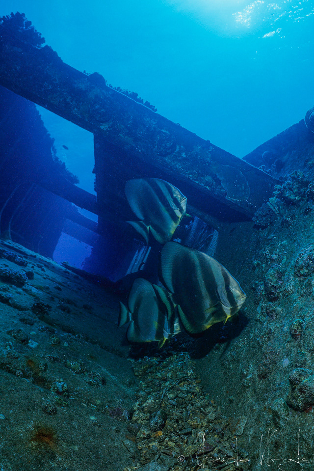 PLatax Orbiculaire (Platax orbicularis)