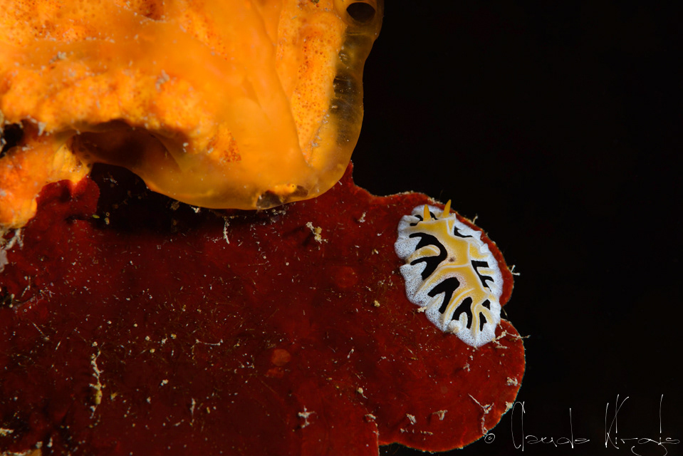 Reticulidia des coraux champignons (Reticulidia fungia)