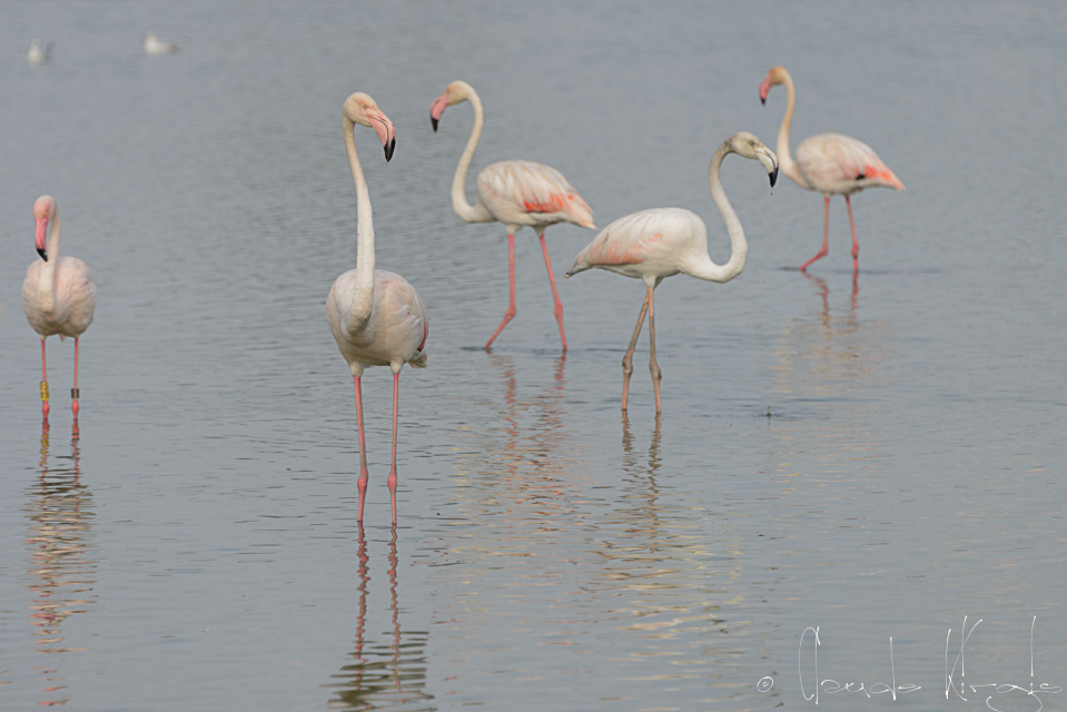 Flamand Rose (Phoenicopterus ruber)