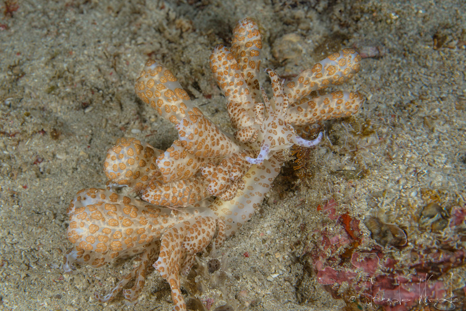 Phyllodesmium solaire (Phyllodesmium longicirrum)