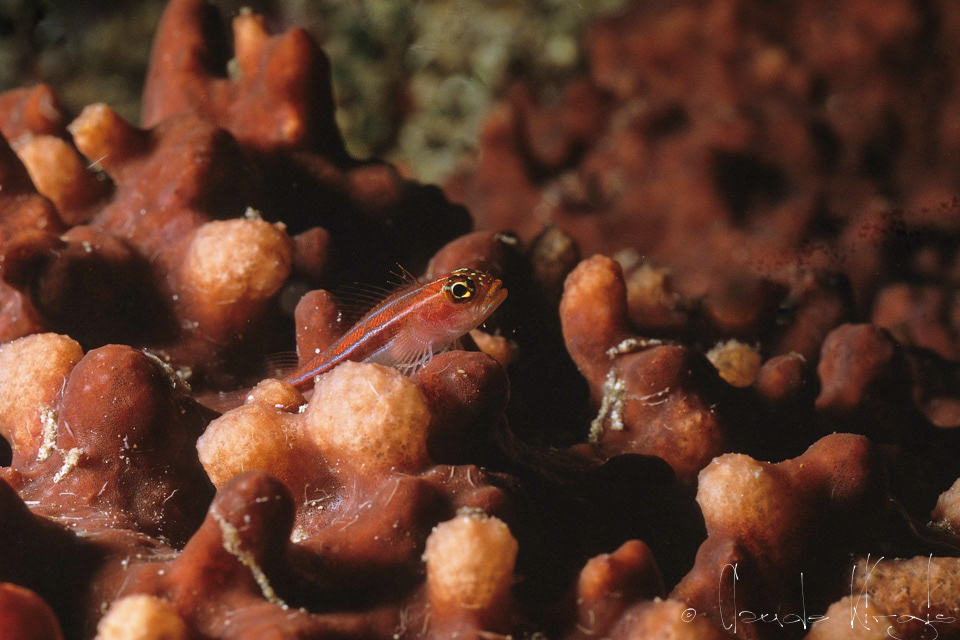 Triptérygion rayé (Helcogramma striatum)