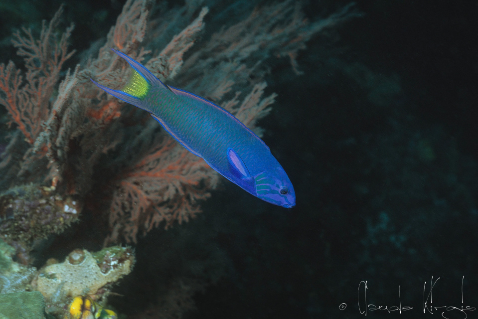 Labre à croissant (Thalasoma lunare)