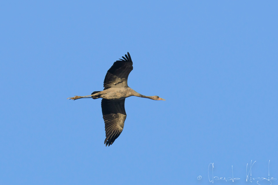 Grue cendrée-juvénile (Grus grus)