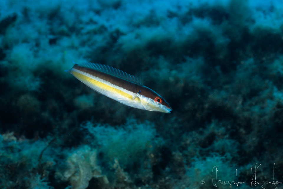 Girelle-phase initiale-mâle ou femelle (Coris julis)