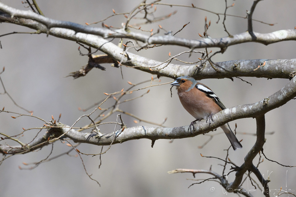 Pinson des arbres-mâle (Fringilla coelebs)