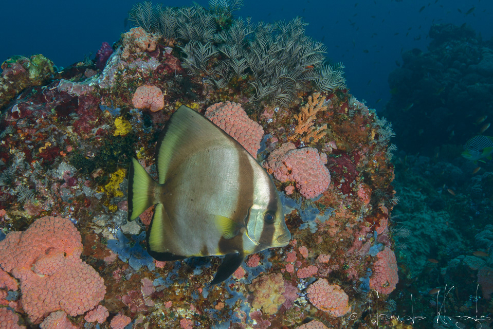 Platax à nageoires jaunes (Platax pinnatus)