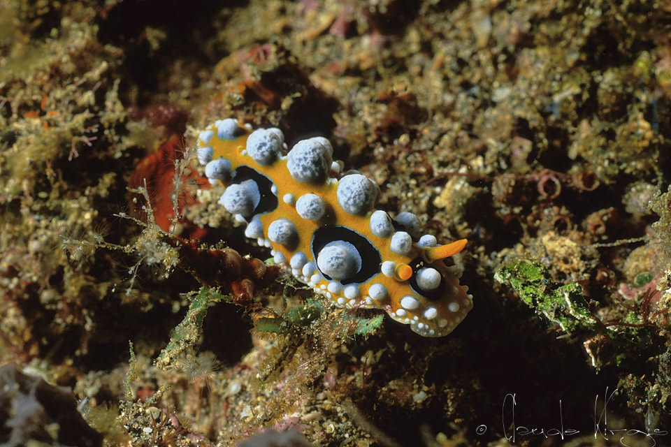 Phyllidie à ocelles (Phyllidia ocellata)
