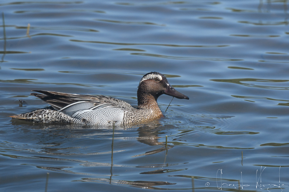 Sarcelle d'été-mâle (Anas querquedula)