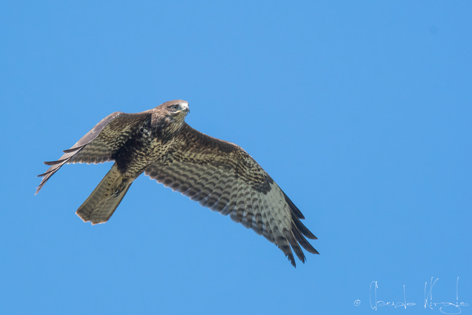 Buse variable (Buteo buteo)