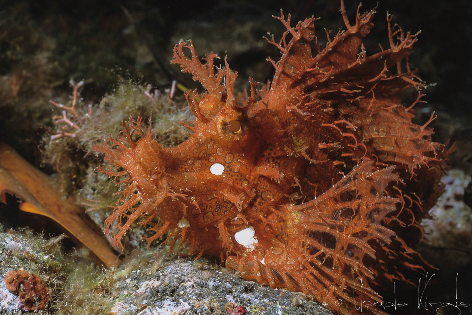 Poisson-scorpion feuillu  (Rhinopias frondosa)