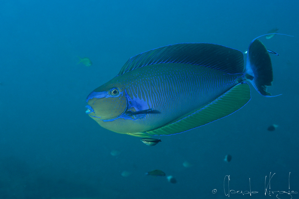 Nason zébré (Naso vlamingi)