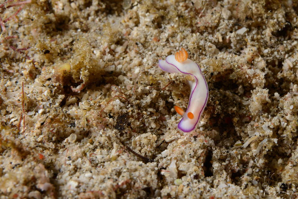 Doris de Danielle (Thorunna daniellae)